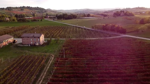 Castelvetro wineyards Stock Footage 220979623