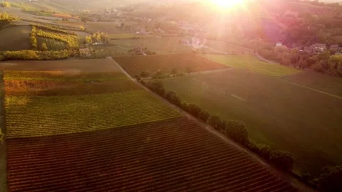 Castelvetro wineyards Stock Footage 221001638