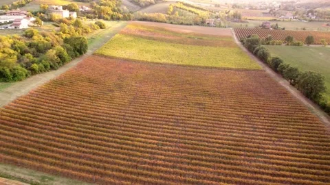 Castelvetro wineyards Stock Footage 221001677