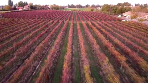 Castelvetro wineyards Stock Footage 221001709