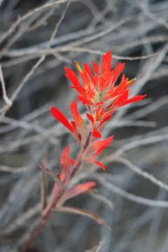 CASTILLEJA AFFINIS BLOOM Stock Photos