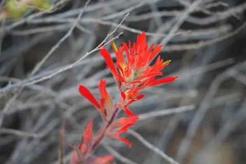 CASTILLEJA AFFINIS BLOOM Stock Photos