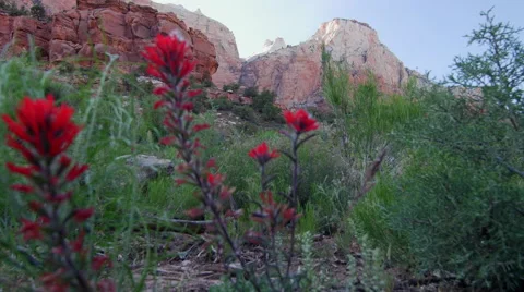 Castilleja flower rack focus Vídeos de archivo 65966293