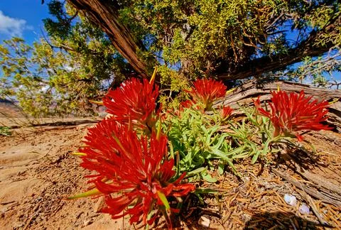 Castilleja Stock Photos