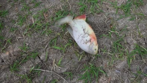 Casting nets in rural Thai canals Stock Footage 155342531