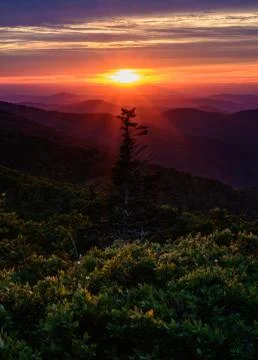 Casting Rays Over Pine Tree and Blue Ridge Mountains 库存照片