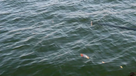 Casting a spinning rod Stock Footage 44117742