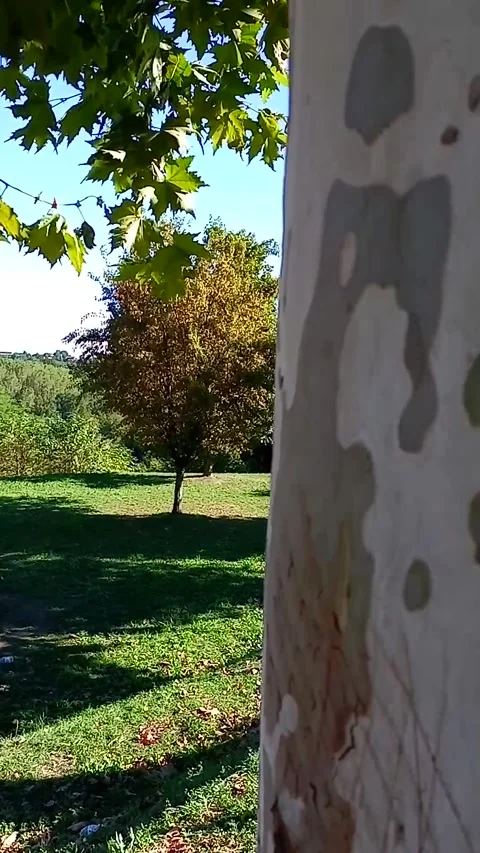The castle behind a plane tree Stock Footage 316543570
