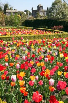 Castle garden arundel tulips Stock Photos