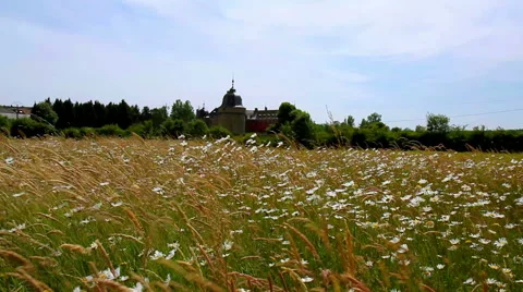 Castle on a meadow. Stock Footage 51401584