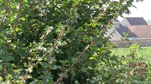 Castle in the middle of the vineyards Stock Footage 83873027