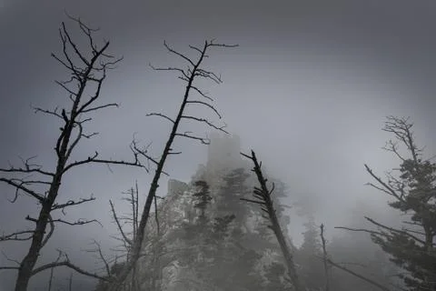 Castle nested in fog behind scary looking trees Stock Photos