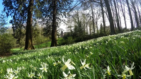 Castle in the park. Stock Footage 105261016