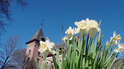 Castle in the park. Stock Footage 105261762