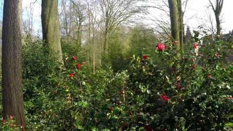Castle in the park. Stock Footage 105263403