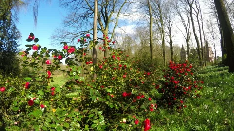 Castle in the park. Stock Footage 105281420