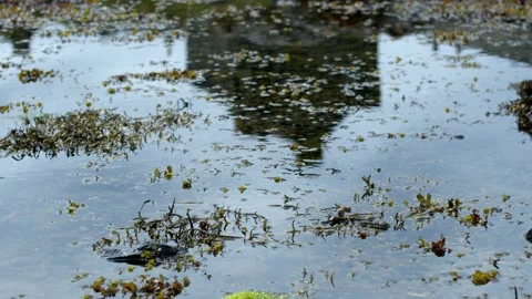 Castle through a puddle Stock Footage 219480004