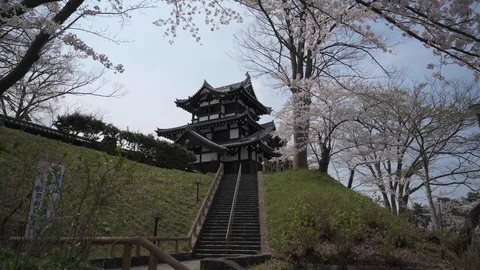 Castle view during cherry blossom Stock Footage 128303034