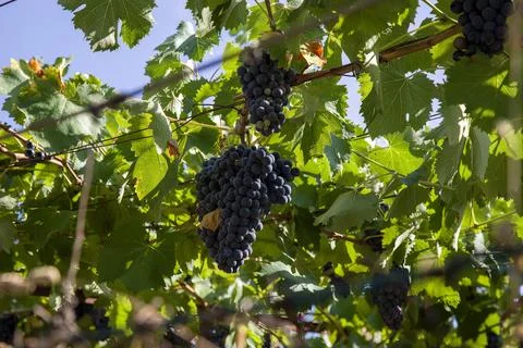 Castles Vineyard Stock Photos