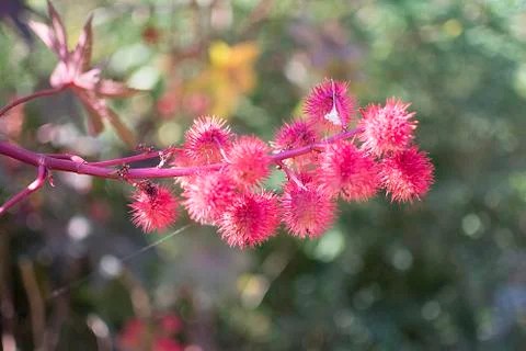 Castor bean flowers Stock Photos