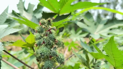 Castor Bean green tree nature. video Video stock 309001700
