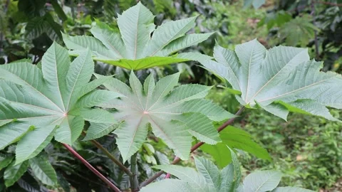 Castor Bean Plant Stock Video Footage 