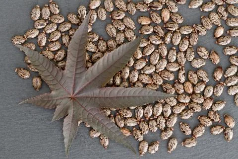 Castor Bean (Ricinus communis) - Leaf and Seeds 库存照片