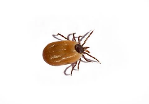 Castor bean tick, close-up Stock Photos