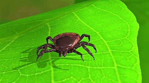 Castor Bean tick 스톡 동영상 319853238