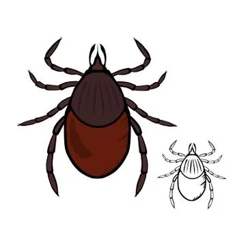 Castor bean tick Stock Illustration