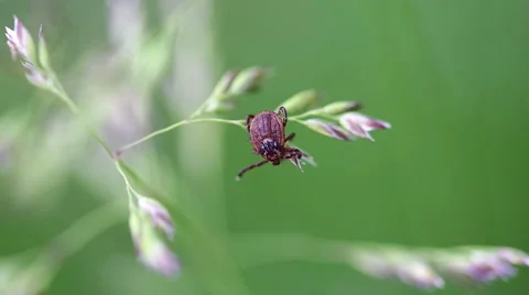 Castor bean tick (Ixodes ricinus) Stock Footage 63314105