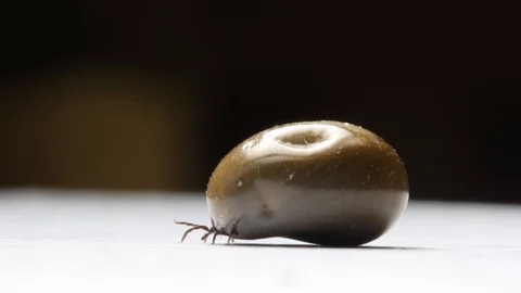 Castor Bean Tick (Ixodes ricinus), female completely bloated with blood Stock Footage 126347112