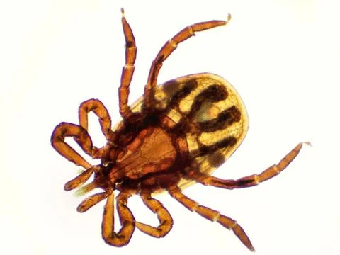The castor bean tick (Ixodes ricinus) under the microscope. Ugly tick with wh Stock Photos