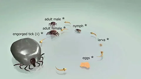 Castor bean tick life cycle 스톡 동영상 319852766