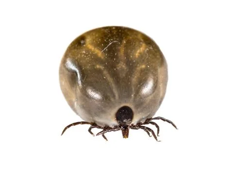 Castor Bean Tick Stock Photos