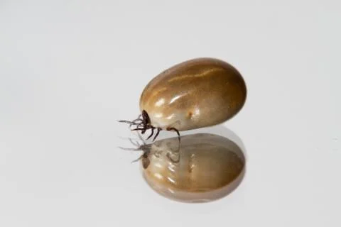 Castor bean tick on reflecting surface Stock Photos