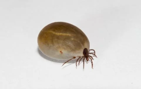 Castor bean tick on white Stock Photos
