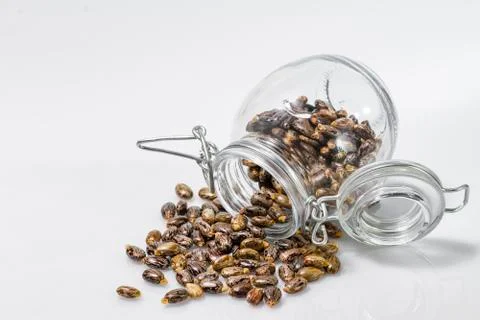 Castor beans isolated on white background Stock Photos