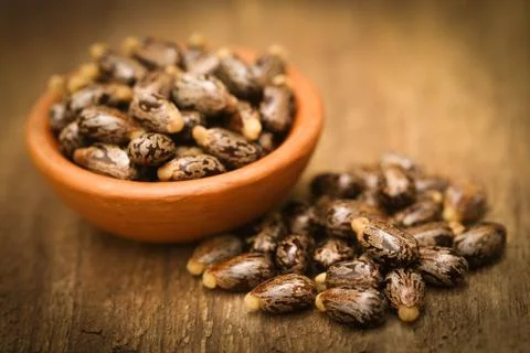 Castor beans Stock Photos