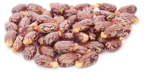 Castor beans Stock Photos