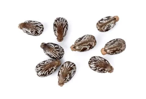 Castor beans on white background Stock Photos