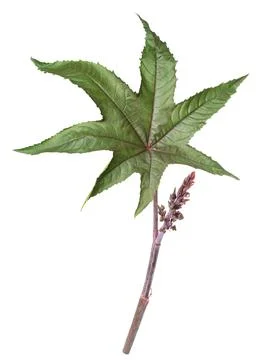 Castor branch with  leaf Stock Photos