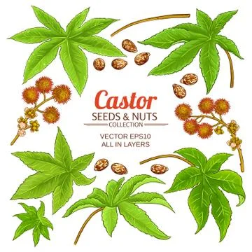 Castor elements set Stock Illustration