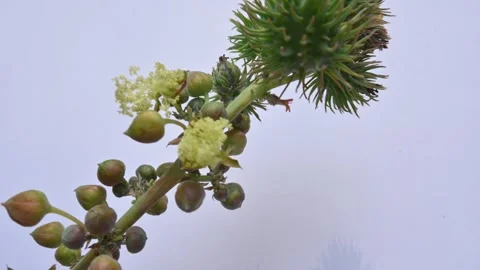 Castor flower. Stock Footage 263712599