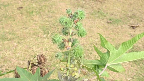 Castor fruits. Stock Footage 268430800