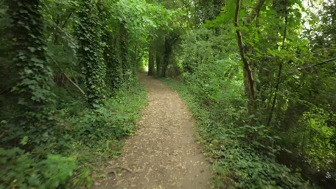 Castor Hanglands, Through a forest and to a split in the path 库存影片 336263904