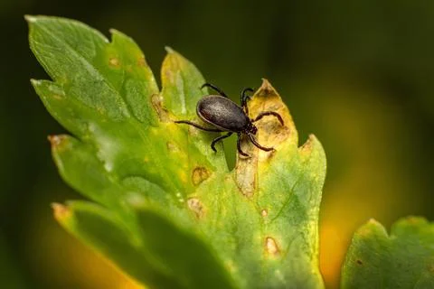 Castor pean tick Stock Photos