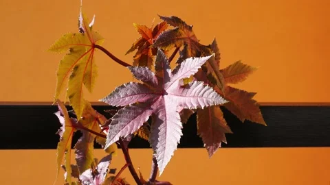 Castor plant with the background of an orange wall Stock-Footage 145256476