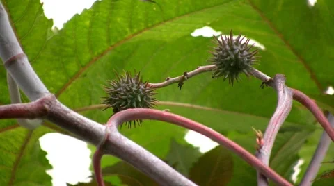 Castor plant Video stock 7768978