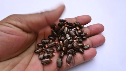 Castor seeds. Stock Footage 263801044